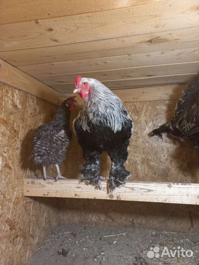 Племенные петухи, умеют все