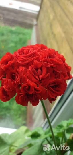 Пеларгония герань,розебудная