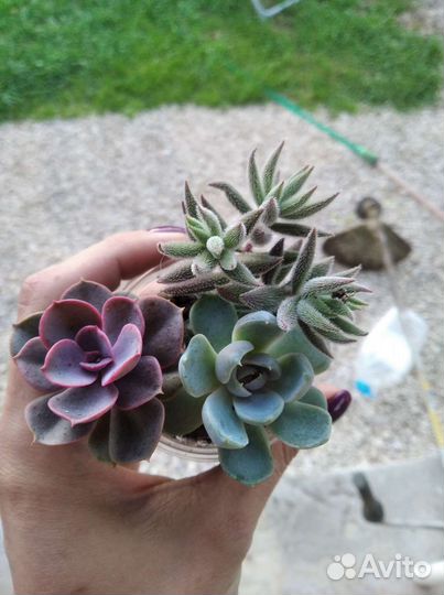 Суккуленты