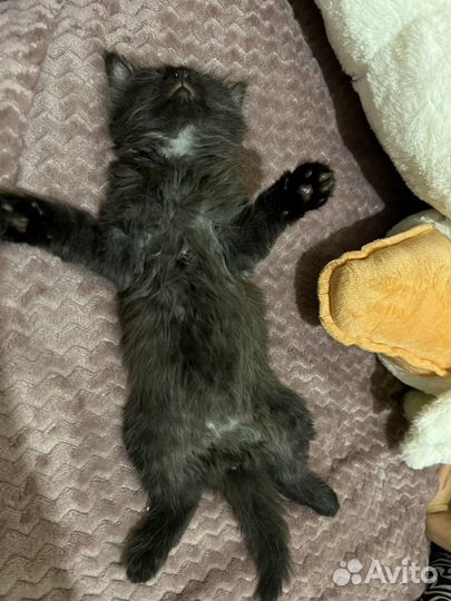 Кошечка в добрые руки