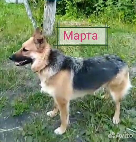 Помесь овчарки в добрые руки