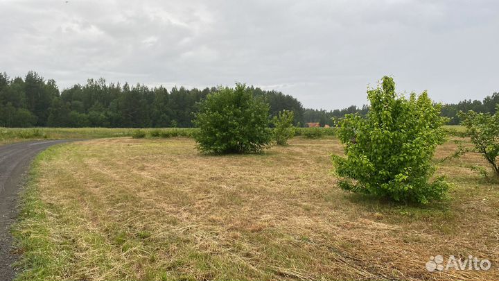 Покос травы триммером/ газонокосилкой