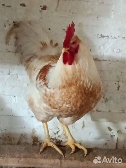 Петух домашний (папа Кучинец, мама Доминант)