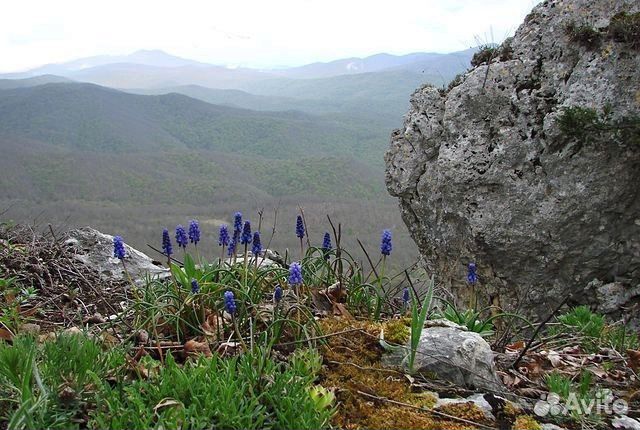 Конные походы и прогулки в горной Адыгее
