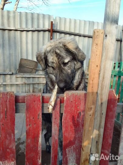 Алабай в дар