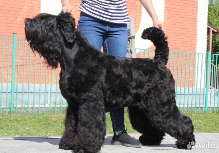 Услуги грумера