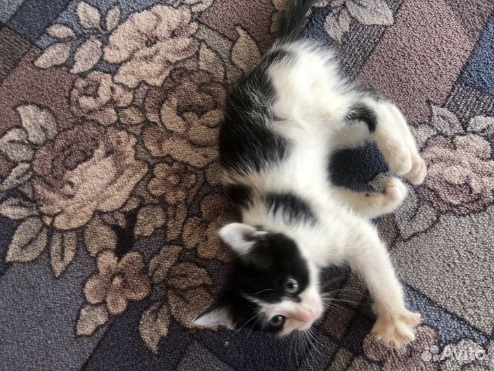 Котенок