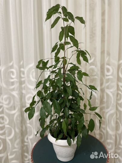 Фикус бенджамина