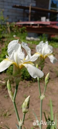 Ирисы
