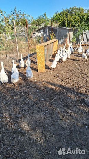 Продам гусей