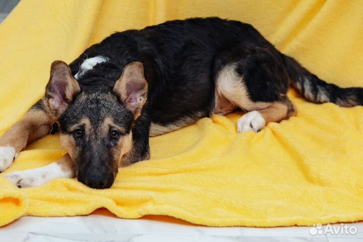 Кудрявый щенок в добрые руки