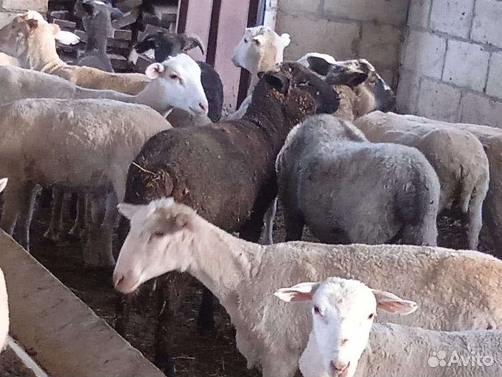 Овцы