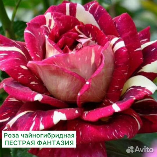 Саженцы роз в ассортименте 2-х летки с доставкой