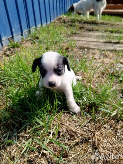 Мальчик чихуахуа