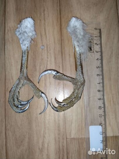 Лапы хищной птицы