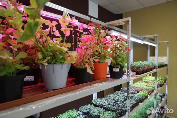 Микрозелень