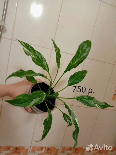 Спатифиллум джемини