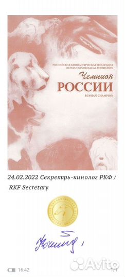 Лабрадор вязка