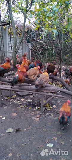 Куры молодки Бентамки