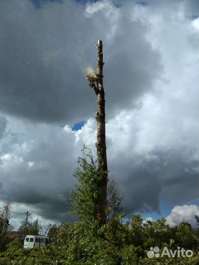 Спил деревьев