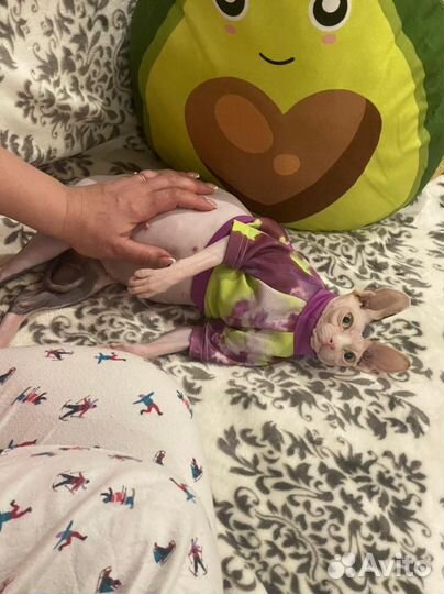 Канадский сфинкс