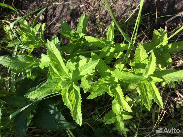 Продаю Любисток, Тархун, Мелиссу, Мяту и др