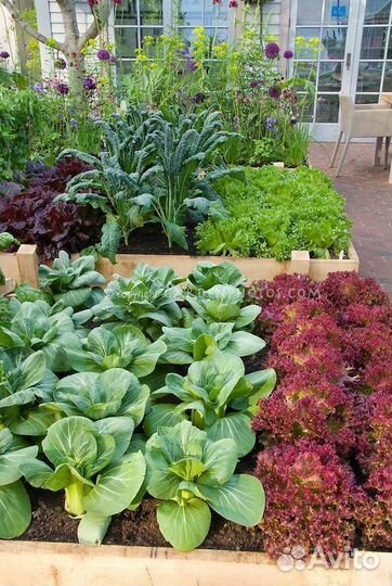 Рассада овощных, цветочных культур под заказ