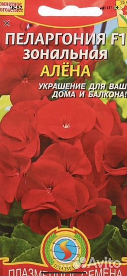 Пеларгонии мини. Домашние, балконные