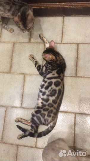 Бенгальские котята - милота зашкаливает