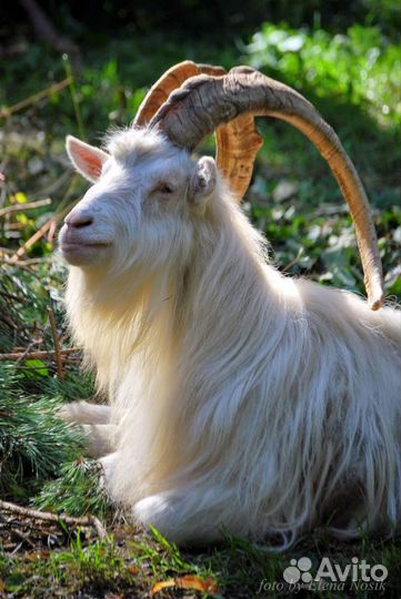 Хряк,Козы, Козлы