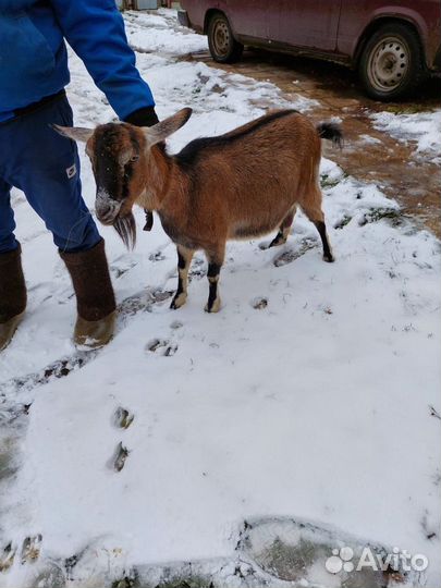 Коза комолая