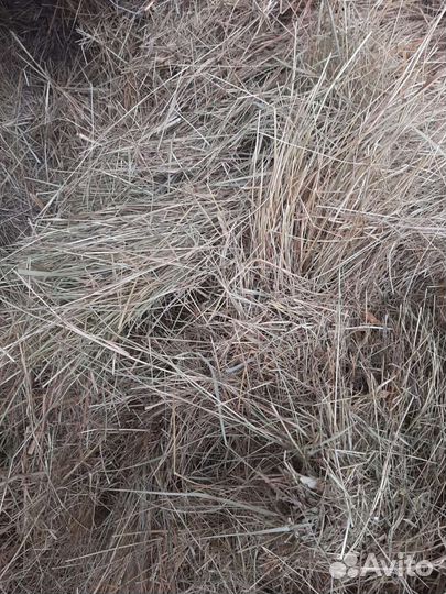 Сено в мешках с доставкой