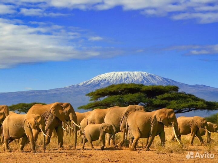 Relax-тур в Tanzania от 6 дн