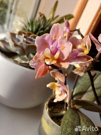 Орхидея бабочка парфюмерная фабрика