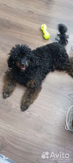 Той-пудель (вязка)