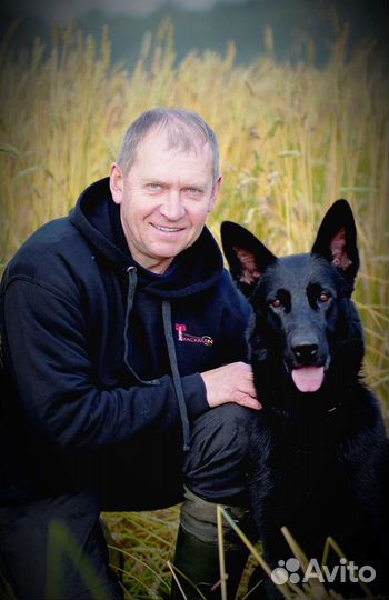 Дрессировка собак кинолог