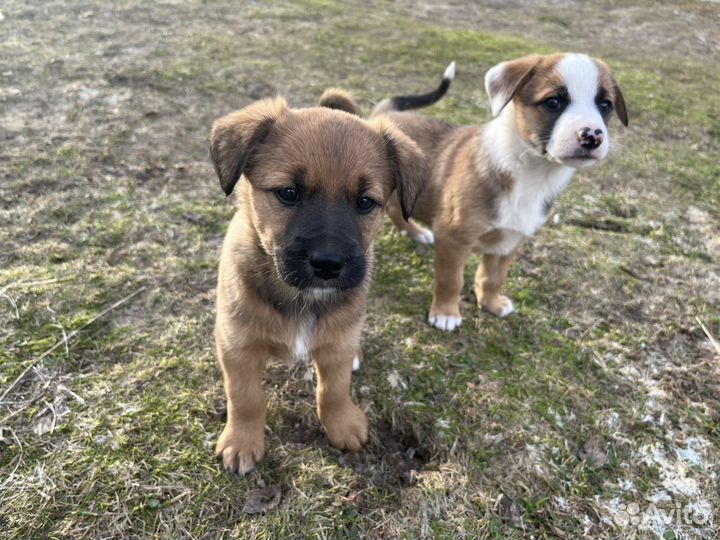 Щенки в добрые руки