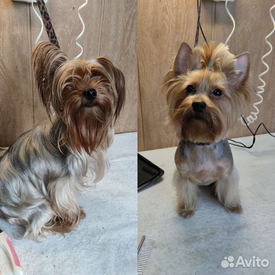 Стрижка собак мелких пород