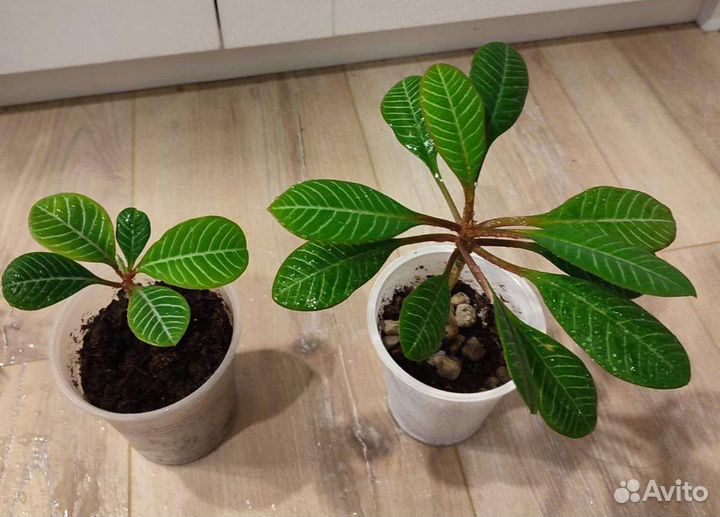 Молочай 2х видов, Толстянка, Лимончики, Бальзамин