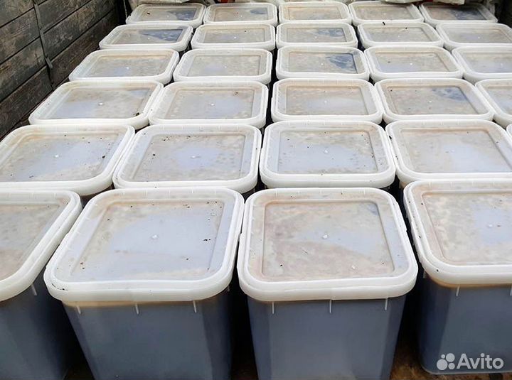 Продам мед оптом