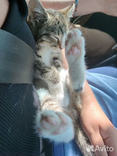 Котёнок Юнга ищет дом