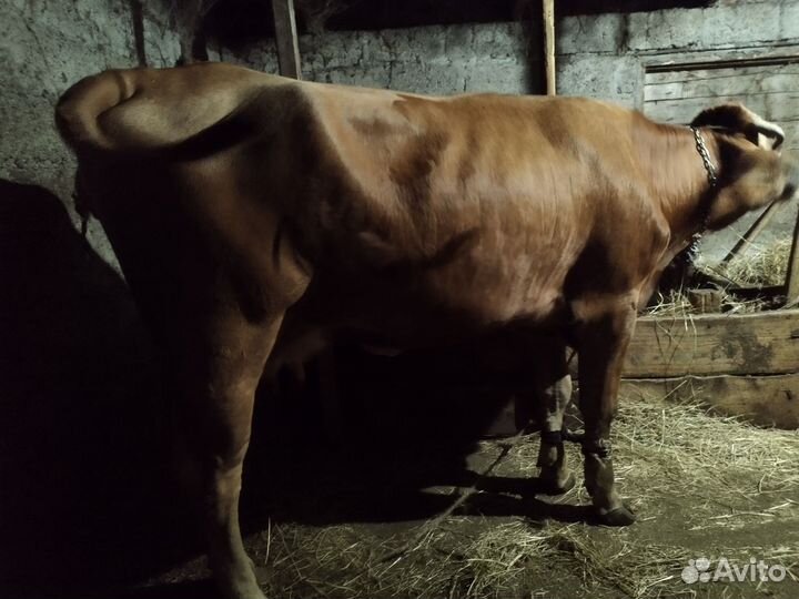 Корова дойная