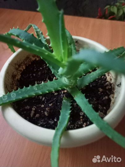 Комнатные цветы алоэ