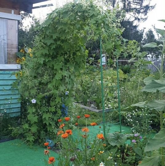 Дача 35 м² на участке 7 сот.