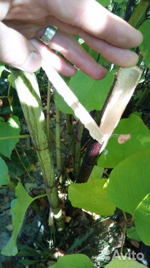 Гречиха сахалинская или горец сахалинский