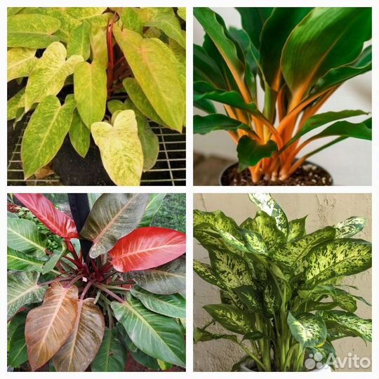 Филодендрон,дифенбахия,хлорофитум