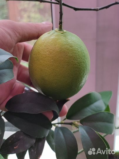 Лимон плодоносящий