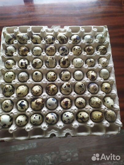 Яйца перепелиные домашние