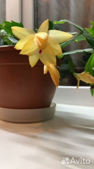 Цветы (декабрист желтый )