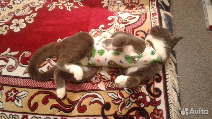 Кошечка голубых кровей
